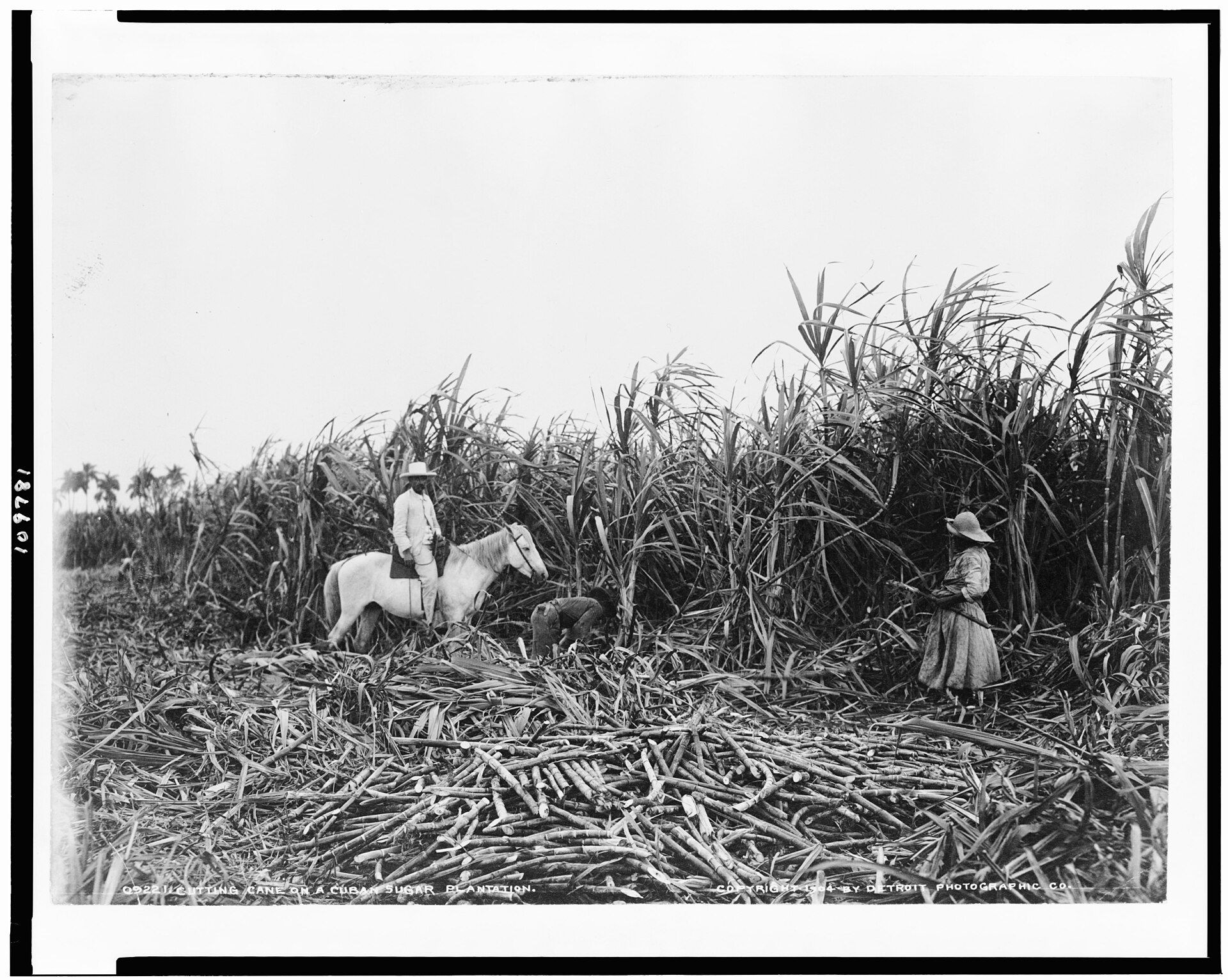 Corte de caña en Cuba, hacia 1900